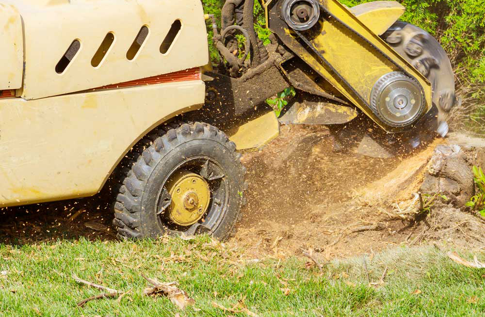 A stump is shredded with removal, grinding in the stumps and roo