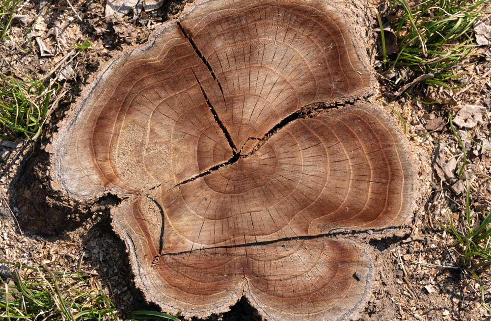 Beautiful stump in the garden. Old tree stump