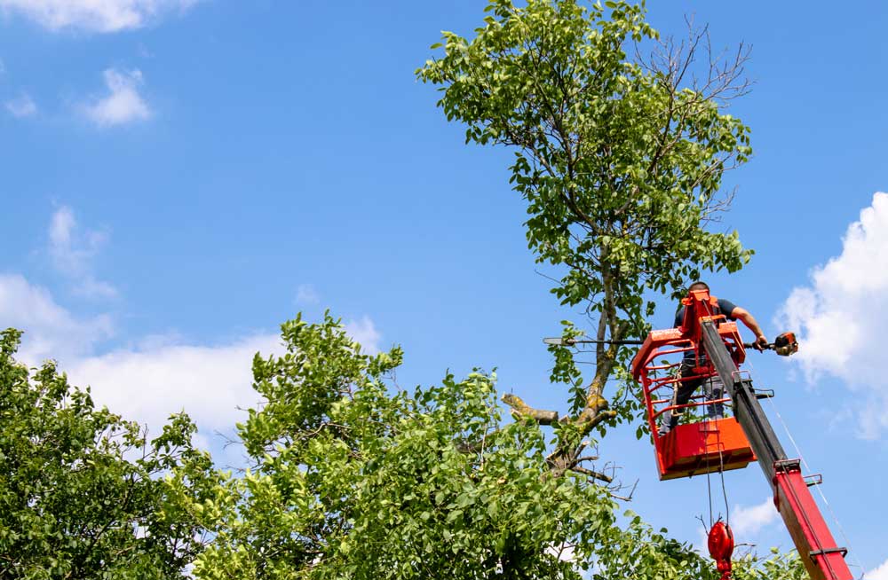 Cabrera_TreeTrimming